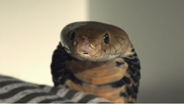 2 Bölümden Oluşan 'Şehirdeki Yılanlar: İstila', 4 ve 11 Temmuz Cumartesi Saat 20.00'de National Geographic WILD Ekranlarında İzleyicilerle Buluşuyor! 2 Bölümden Oluşan 'Şehirdeki Yılanlar: İstila', 4 ve 11 Temmuz Cumartesi Saat 20.00'de National Geographic WILD Ekranlarında İzleyicilerle Buluşuyor!