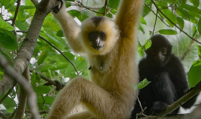 3 Bölümden Oluşan 'Yağmur Ormanlarının Sesi', 29 Ekim Perşembe Saat 20.00'de National Geographic WILD Ekranlarında İzleyicilerle Buluşuyor! 