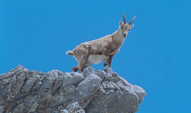 4 Bölümlük 'Almanya'nın Büyülü Dağları', 5 ve 12 Eylül Cumartesi Saat 21.00'de İki Bölüm Art Arda National Geographic WILD Ekranlarında! 4 Bölümlük 'Almanya'nın Büyülü Dağları', 5 ve 12 Eylül Cumartesi Saat 21.00'de İki Bölüm Art Arda National Geographic WILD Ekranlarında!