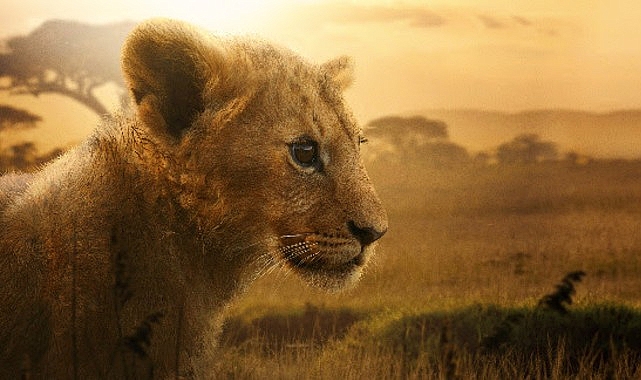 4 Bölümlük Belgesel Seri “Aslan Kralın Doğuşu" 19 ve 26 Ağustos Çarşamba Günleri 20.00'de İki Bölüm Art Arda National Geographic Ekranlarına Geliyor 4 Bölümlük Belgesel Seri “Aslan Kralın Doğuşu" 19 ve 26 Ağustos Çarşamba Günleri 20.00'de İki Bölüm Art Arda National Geographic Ekranlarına Geliyor