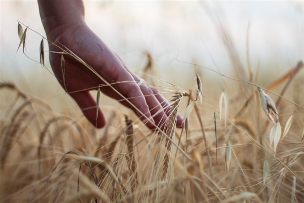 Arpa ve buğday endekslerinde haftalık yükseliş Arpa ve buğday endekslerinde haftalık yükseliş