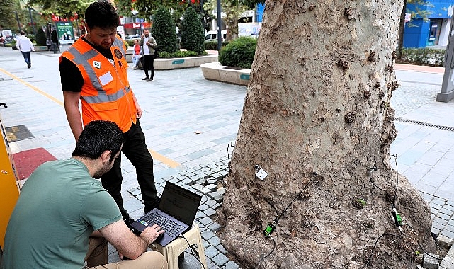 Asırlık ağaçlar tomografiyle korunacak Asırlık ağaçlar tomografiyle korunacak