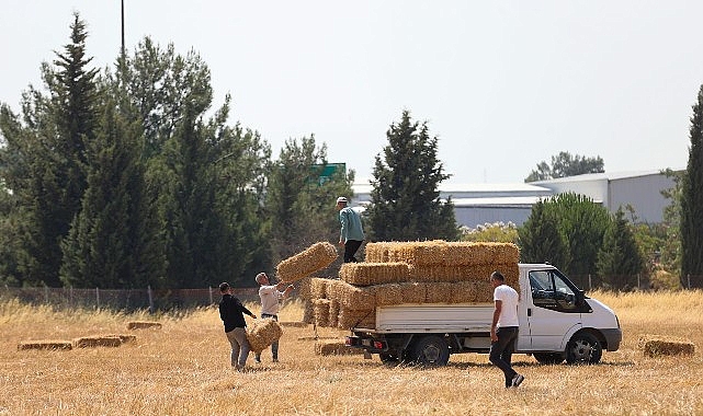 Buca Belediyesi'nden hayvancılığa can suyu Buca Belediyesi'nden hayvancılığa can suyu
