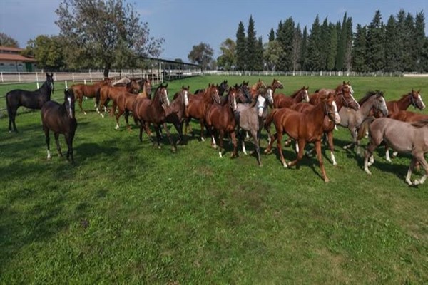 Bursa’da 12 milyon 50 bin liralık safkan Arap atı yetiştirildi Bursa’da 12 milyon 50 bin liralık safkan Arap atı yetiştirildi