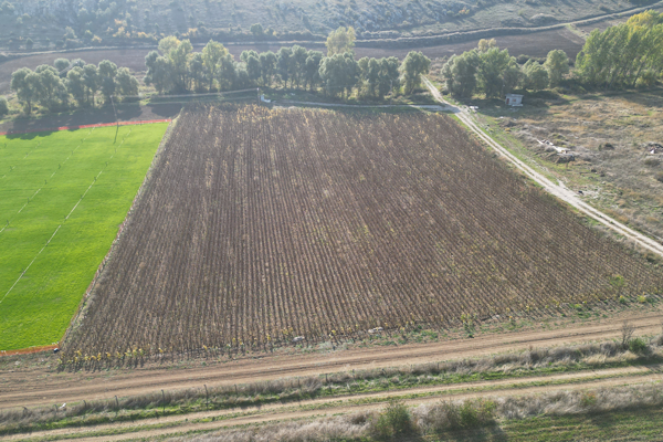 Çorum’da hasat edilen ayçiçeklerinden elde edilecek yağlar ihtiyaç sahiplerine dağıtılacak