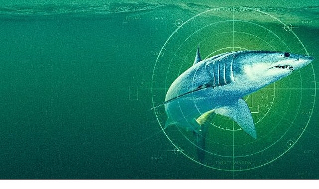 'Dünyanın En Büyük Mako Köpekbalığı', 19 Temmuz Pazar Saat 20.00'de National Geographic WILD Ekranlarında! 'Dünyanın En Büyük Mako Köpekbalığı', 19 Temmuz Pazar Saat 20.00'de National Geographic WILD Ekranlarında!