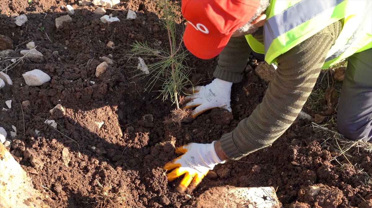 Enerji ve Tabii Kaynaklar Bakanlığı, Şırnak Gabar'da fidan dikim seferberliği başlattı