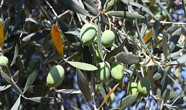 Gemlik'te Zeytin Ağacı 1500 Yıldır Meyve Veriyor Gemlik'te Zeytin Ağacı 1500 Yıldır Meyve Veriyor
