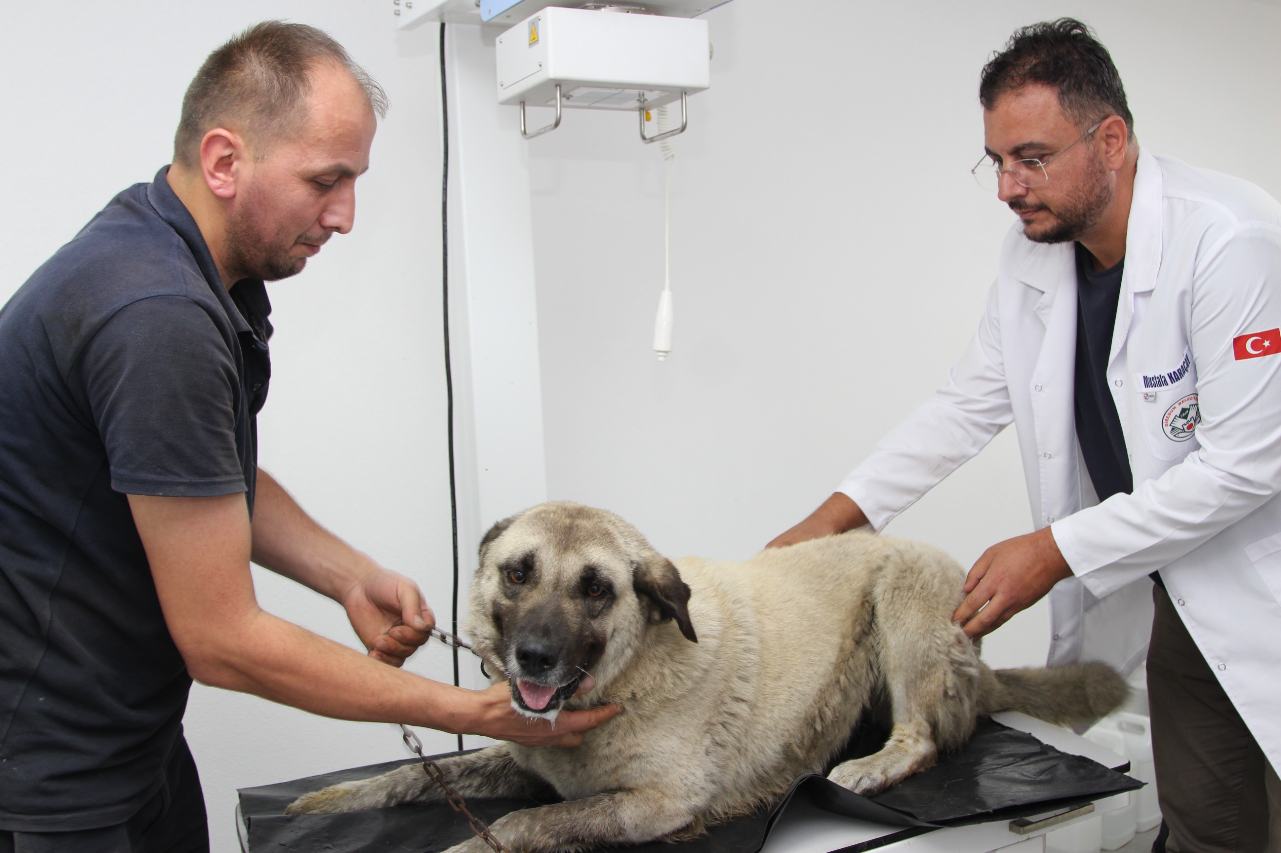 Giresun’da aracın üzerinden geçtiği yaralı köpek tedavi altına alındı Giresun’da aracın üzerinden geçtiği yaralı köpek tedavi altına alındı