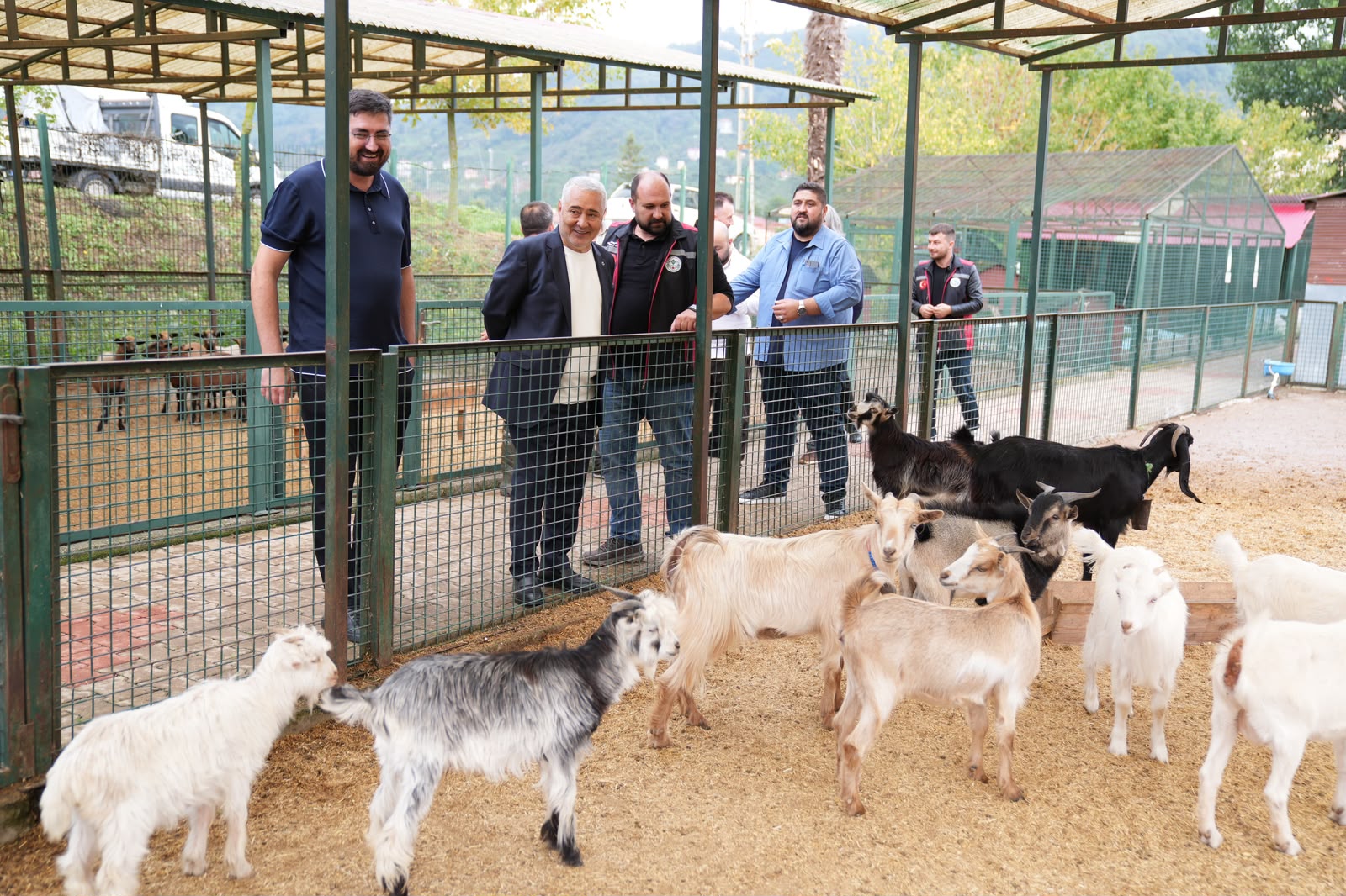 Giresun’da hayvan barınağı ve hayvanat bahçesinde çalışmalar incelendi Giresun’da hayvan barınağı ve hayvanat bahçesinde çalışmalar incelendi