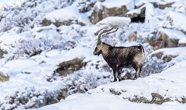 'Gredos: Dağların Kralı', 26 Eylül Cumartesi Saat 19.00'da National Geographic WILD Ekranlarında! 'Gredos: Dağların Kralı', 26 Eylül Cumartesi Saat 19.00'da National Geographic WILD Ekranlarında!
