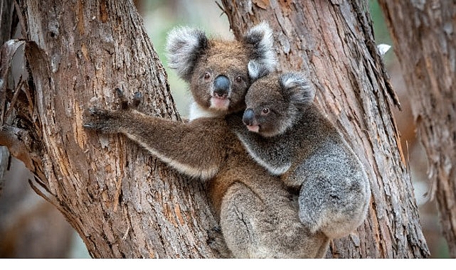 'Güneyin Minik Yavruları', 31 Ekim Cumartesi Saat 20.00'de National Geographic WILD Ekranlarında İki bölüm Art Arda İzleyicilerle Buluşuyor! 'Güneyin Minik Yavruları', 31 Ekim Cumartesi Saat 20.00'de National Geographic WILD Ekranlarında İki bölüm Art Arda İzleyicilerle Buluşuyor!