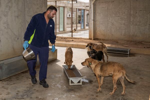 İzmir Büyükşehir Belediyesi sahipsiz hayvanlar için mama üretiyor İzmir Büyükşehir Belediyesi sahipsiz hayvanlar için mama üretiyor