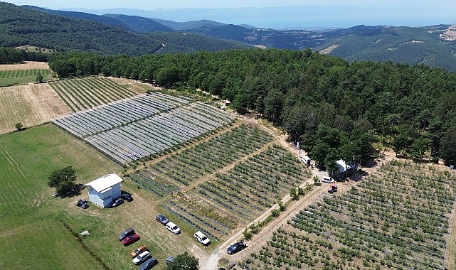 İznik'te Maviyemiş Hasadı Başladı İznik'te Maviyemiş Hasadı Başladı