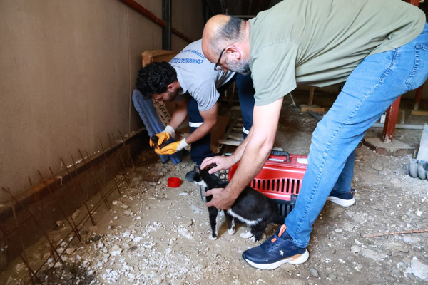 Kaçak yapı yıkımında hayat kurtaran müdahale: Anne kedi ve yavruları kurtarıldı Kaçak yapı yıkımında hayat kurtaran müdahale: Anne kedi ve yavruları kurtarıldı