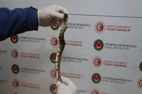 Kapıkule’de 67 canlı piton ele geçirildi Kapıkule’de 67 canlı piton ele geçirildi