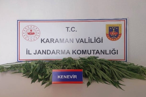 Karaman’da denetimlerde 66 kök kenevir ele geçirildi Karaman’da denetimlerde 66 kök kenevir ele geçirildi