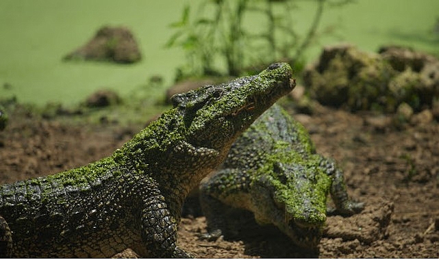 'Karayipler'in Vahşi Timsahları', 25 Ekim Pazar Saat 20.00'de National Geographic WILD Ekranlarında! 'Karayipler'in Vahşi Timsahları', 25 Ekim Pazar Saat 20.00'de National Geographic WILD Ekranlarında!