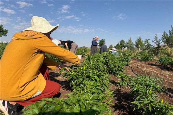 Kayapınar’da Kadın Komün Kent Bostanı’nda ilk hasat yapıldı Kayapınar’da Kadın Komün Kent Bostanı’nda ilk hasat yapıldı