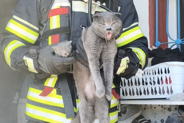 Kayseri’de yangında mahsur kalan 6 kedi kurtarıldı Kayseri’de yangında mahsur kalan 6 kedi kurtarıldı