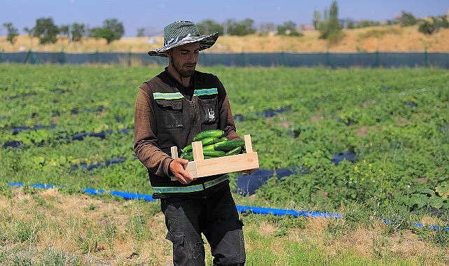 Keçiören Belediyesi Kendi Ürettiği Sebze ve Meyveleri Sofralara Ulaştırıyor Keçiören Belediyesi Kendi Ürettiği Sebze ve Meyveleri Sofralara Ulaştırıyor