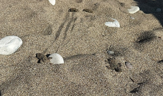 Kemer'de son caretta caretta yuvası açıldı Kemer'de son caretta caretta yuvası açıldı