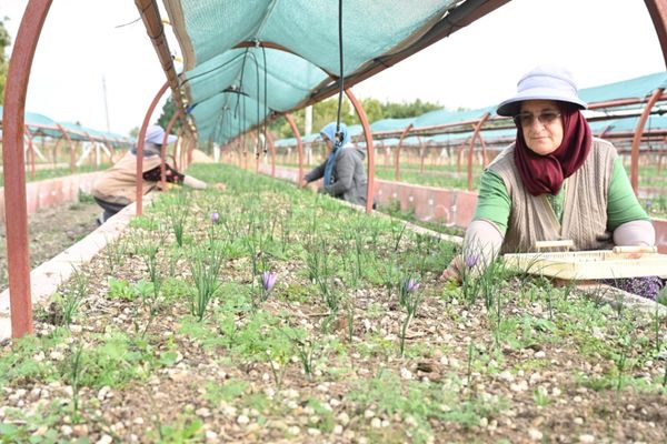 Konya’da safran hasadı başladı Konya’da safran hasadı başladı