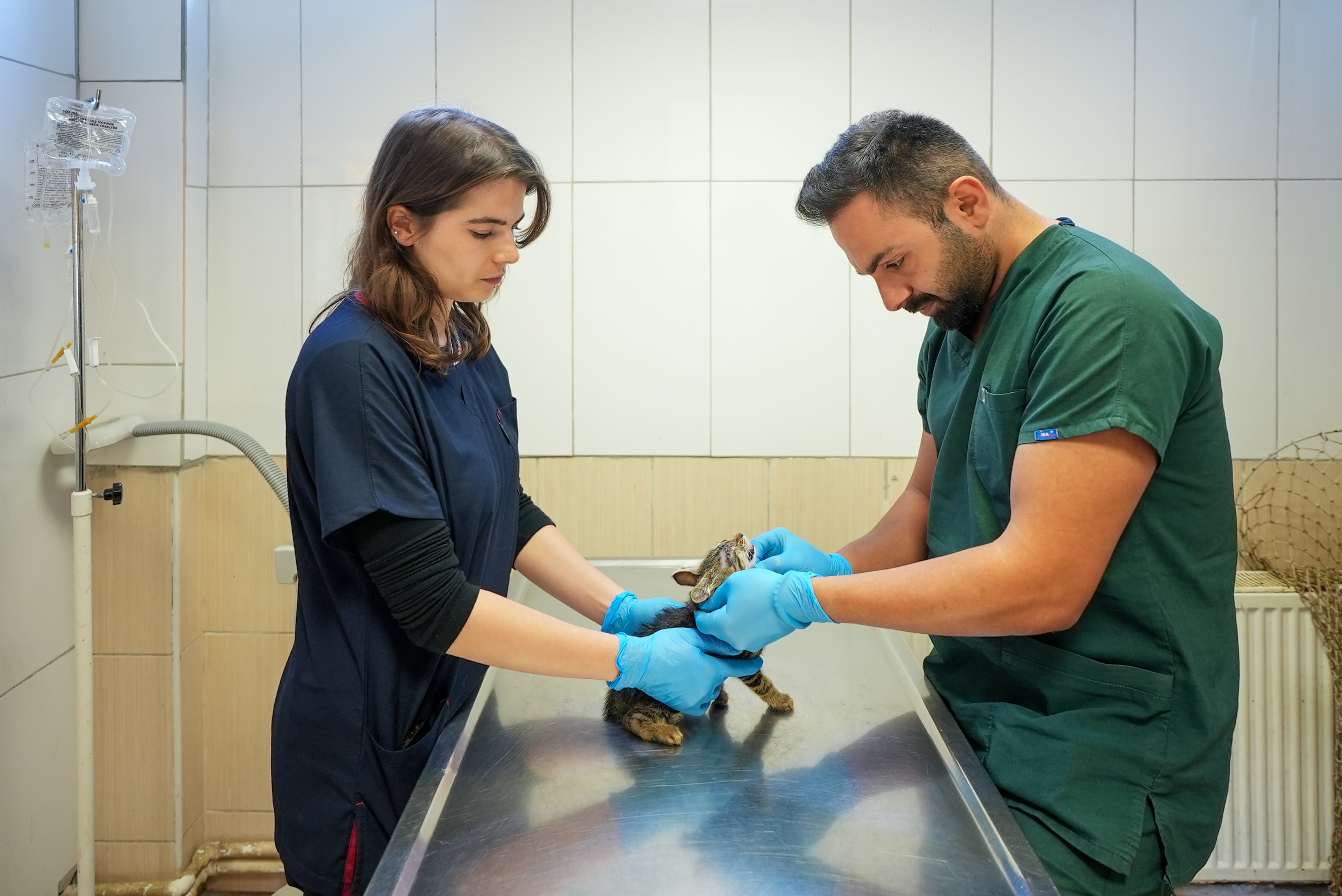Maltepe’de sahipsiz kedi kısırlaştırmada online randevu dönemi başlıyor Maltepe’de sahipsiz kedi kısırlaştırmada online randevu dönemi başlıyor