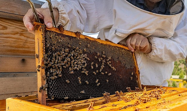 Manavşa Arı Merası ilk balını verdi Manavşa Arı Merası ilk balını verdi
