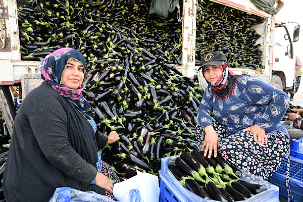 Manisa’da selden zarar gören üreticiye ücretsiz fide desteği Manisa’da selden zarar gören üreticiye ücretsiz fide desteği