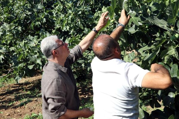 Mudanya’da incir hasadı devam ediyor Mudanya’da incir hasadı devam ediyor