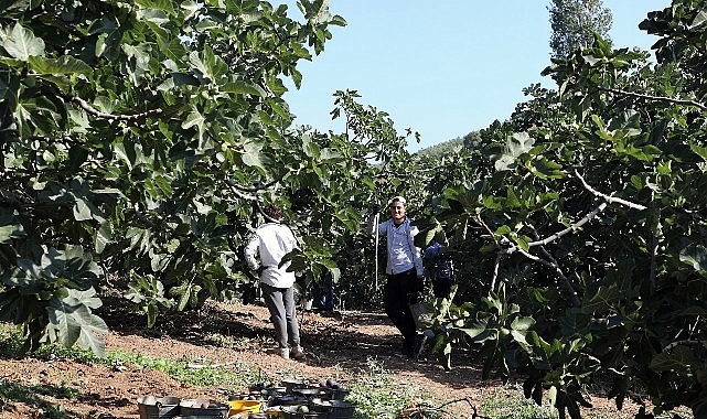 Mudanya'da İncir Hasadı Sürüyor Mudanya'da İncir Hasadı Sürüyor