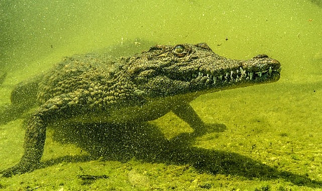 'Okavango'nun Vahşi Timsahları', 4 Ekim Pazar Saat 20.00'de National Geographic WILD Ekranlarında! 'Okavango'nun Vahşi Timsahları', 4 Ekim Pazar Saat 20.00'de National Geographic WILD Ekranlarında!