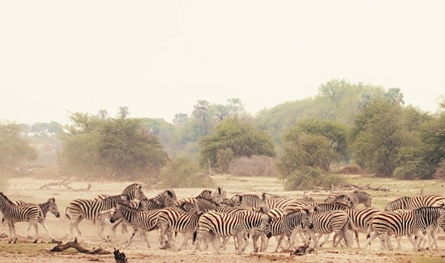 Sinematik Görselliğiyle Büyüleyecek Olan 'Vahşi Doğanın Tozu', 27 Eylül Pazar Saat 20.00'de National Geographic WILD Ekranlarında İzleyicilerle Buluşuyor! Sinematik Görselliğiyle Büyüleyecek Olan 'Vahşi Doğanın Tozu', 27 Eylül Pazar Saat 20.00'de National Geographic WILD Ekranlarında İzleyicilerle Buluşuyor!