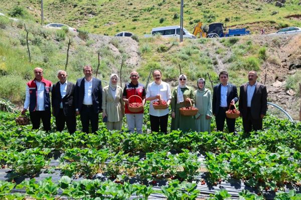 Şirvan’da çilek hasadı yapıldı Şirvan’da çilek hasadı yapıldı