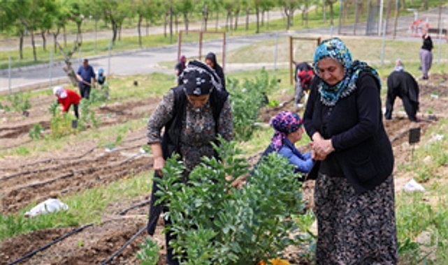 Toprakta hayat, sofrada bereket: Mahalle Bostanları'nda yaz hasadı Toprakta hayat, sofrada bereket: Mahalle Bostanları'nda yaz hasadı