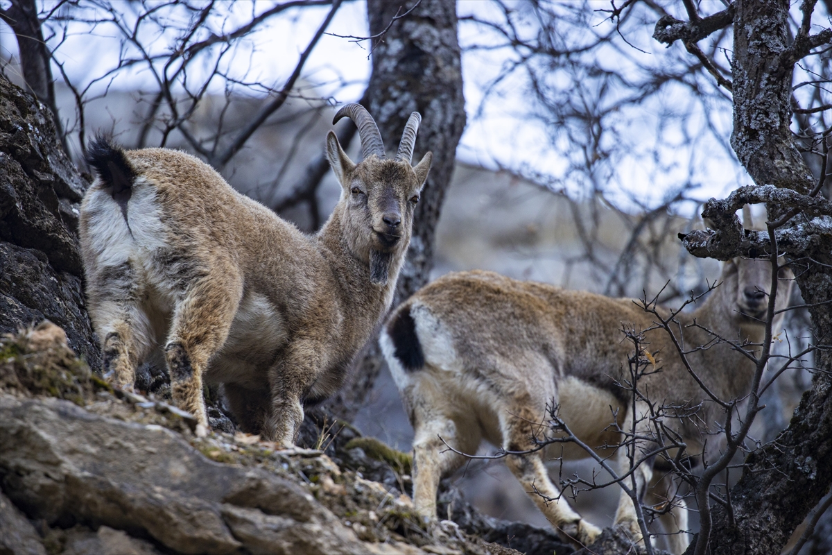 Tunceli'de yaban keçileri Munzur Vadisi'ne indi