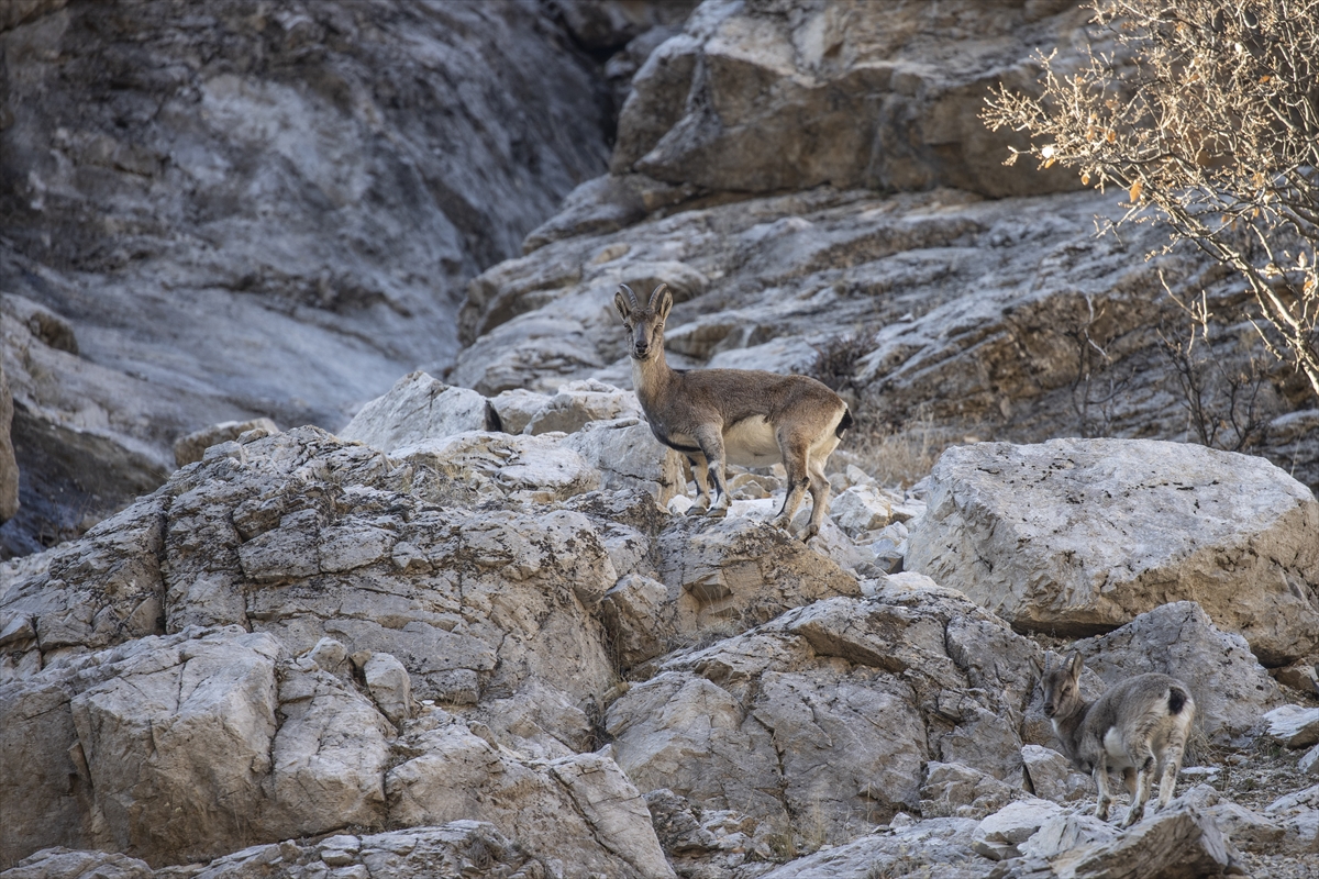 Tunceli'de yaban keçileri Munzur Vadisi'ne indi