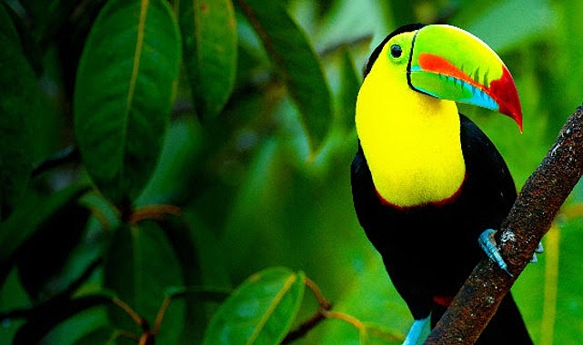 'Vahşi Kosta Rika', 2 Ağustos Pazar Saat 21.00'de İzleyicileri National Geographic WILD Ekranlarında Büyüleyici Bir Yolculuğa Çıkarıyor! 'Vahşi Kosta Rika', 2 Ağustos Pazar Saat 21.00'de İzleyicileri National Geographic WILD Ekranlarında Büyüleyici Bir Yolculuğa Çıkarıyor!