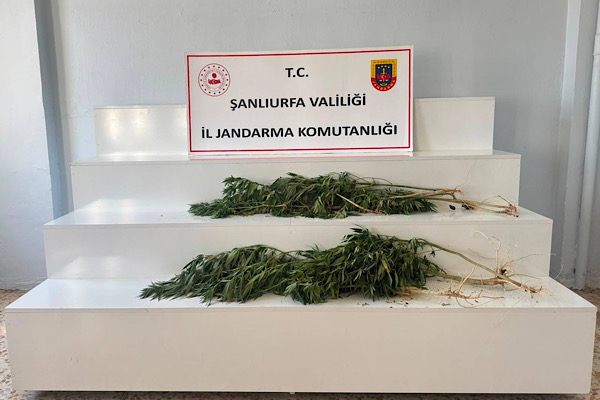 Viranşehir’de kenevir operasyonu Viranşehir’de kenevir operasyonu
