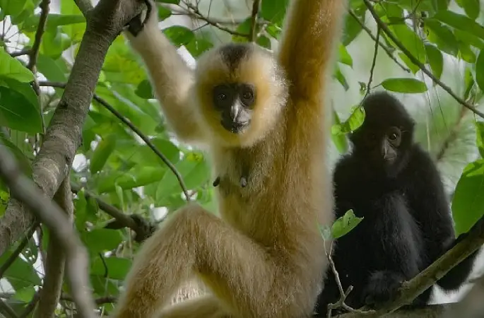 3 Bölümden Oluşan 'Yağmur Ormanlarının Sesi', 29 Ekim Perşembe Saat 20.00'de National Geographic WILD Ekranlarında İzleyicilerle Buluşuyor! 