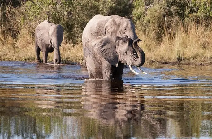 'Afrika'nın Gizemli Nehri',   1 Ağustos Cumartesi Saat 20.00'de  National Geographic WILD Ekranlarında İzleyicilerle Buluşuyor!   