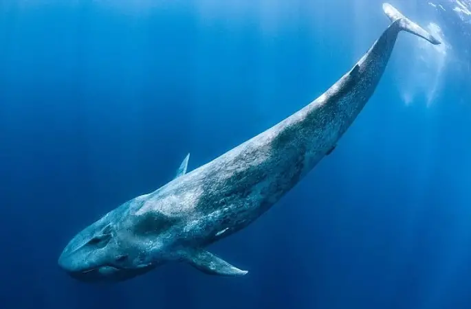 'Derin Deniz Devleri',   28 Haziran Pazar Saat 20.00'de  National Geographic WILD Ekranlarında!