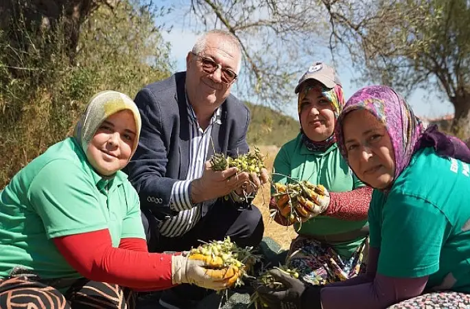 Edremit Belediyesi'nde yeni sezonun ilk zeytin hasadı gerçekleştirildi