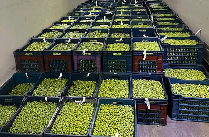 Eskişehir’de Dorlion zeytinyağında erken hasat tamamlandı