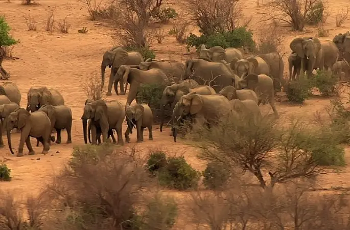 'Fil Dünyası',   12 Ağustos Çarşamba Saat 20.00'de   National Geographic WILD Ekranlarında!