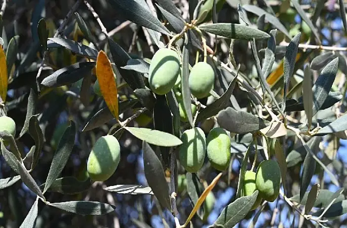 Gemlik'te Zeytin Ağacı 1500 Yıldır Meyve Veriyor