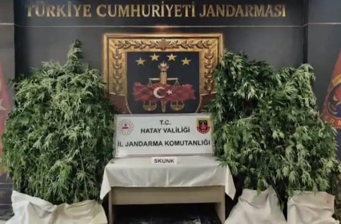 Hatay’da uyuşturucu operasyonunda 371 kök kenevir ele geçirildi