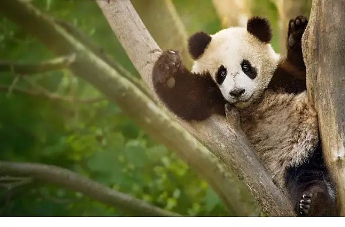 İzleyicileri Eğlenceli Bir Yolculuğa Çıkaracak  'Panda Akademisi',   2 Ağustos Pazar Saat 20.00'de  National Geographic WILD Ekranlarında Başlıyor!