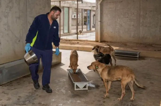İzmir Büyükşehir Belediyesi sahipsiz hayvanlar için mama üretiyor